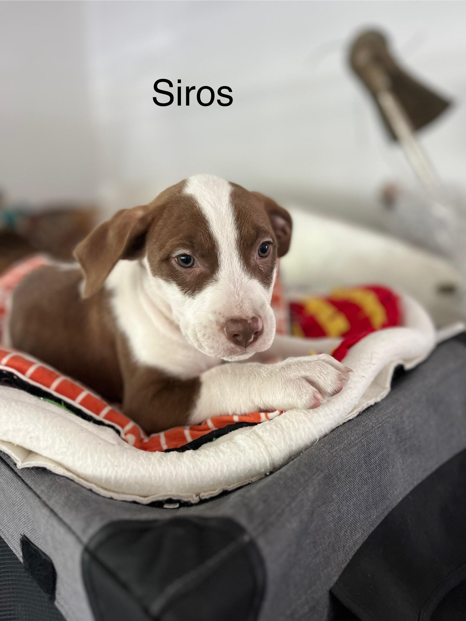 Enlarge Sirus , an adopted mixed breed in Poway, CA image 1/4