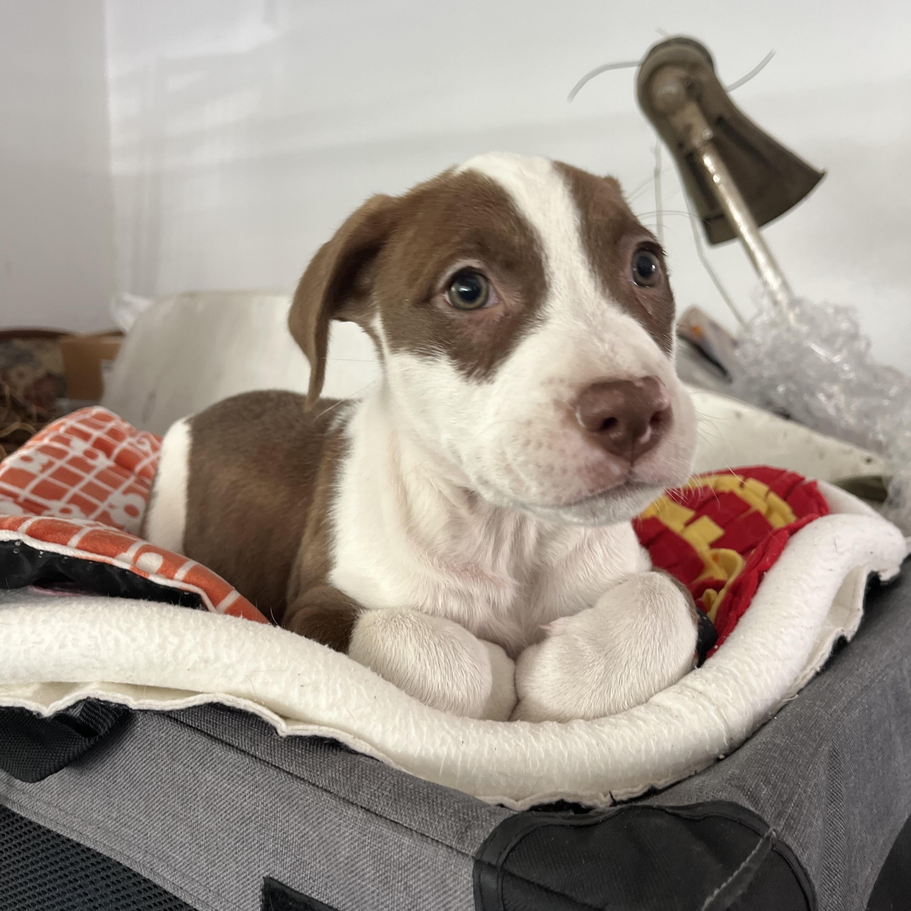 Enlarge Sirus , an adopted mixed breed in Poway, CA image 4/4