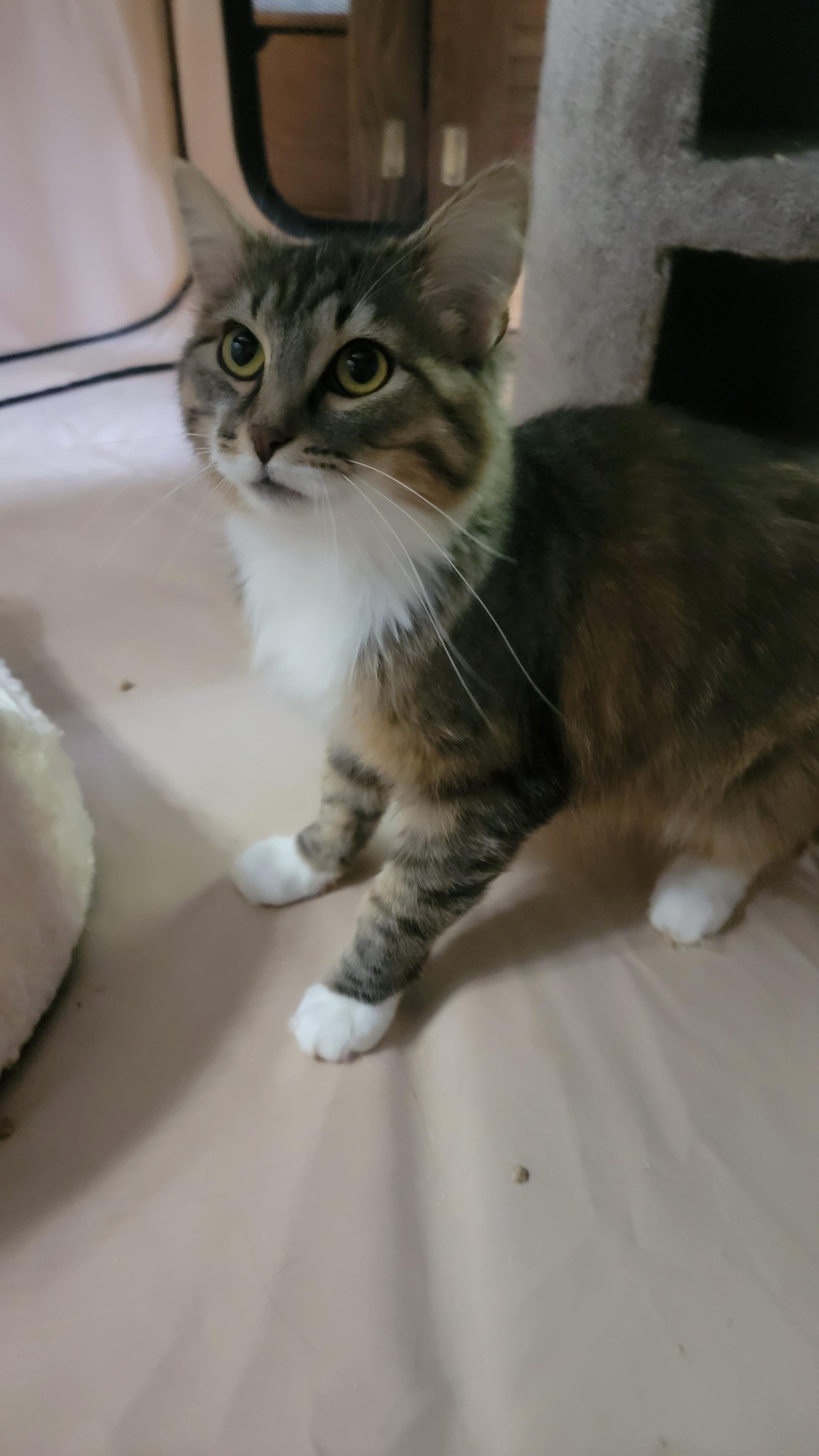Enlarge Auggie- scroll and read typed bio, a Adoptable Domestic Long Hair in Rockford, IL image 3/6