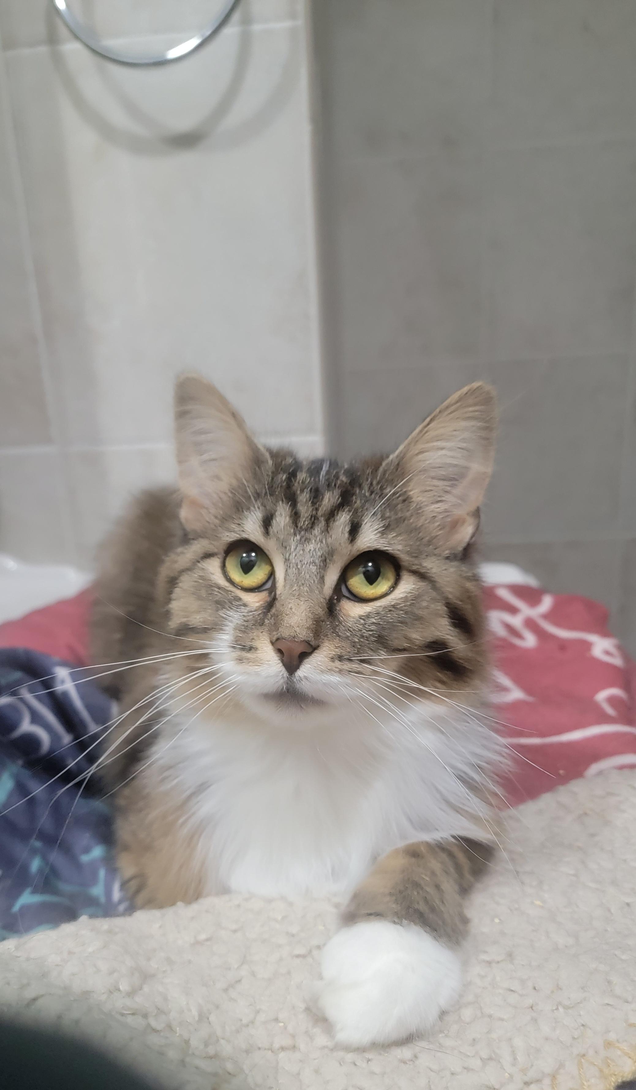 Enlarge Auggie- scroll and read typed bio, a Adoptable Domestic Long Hair in Rockford, IL image 1/6