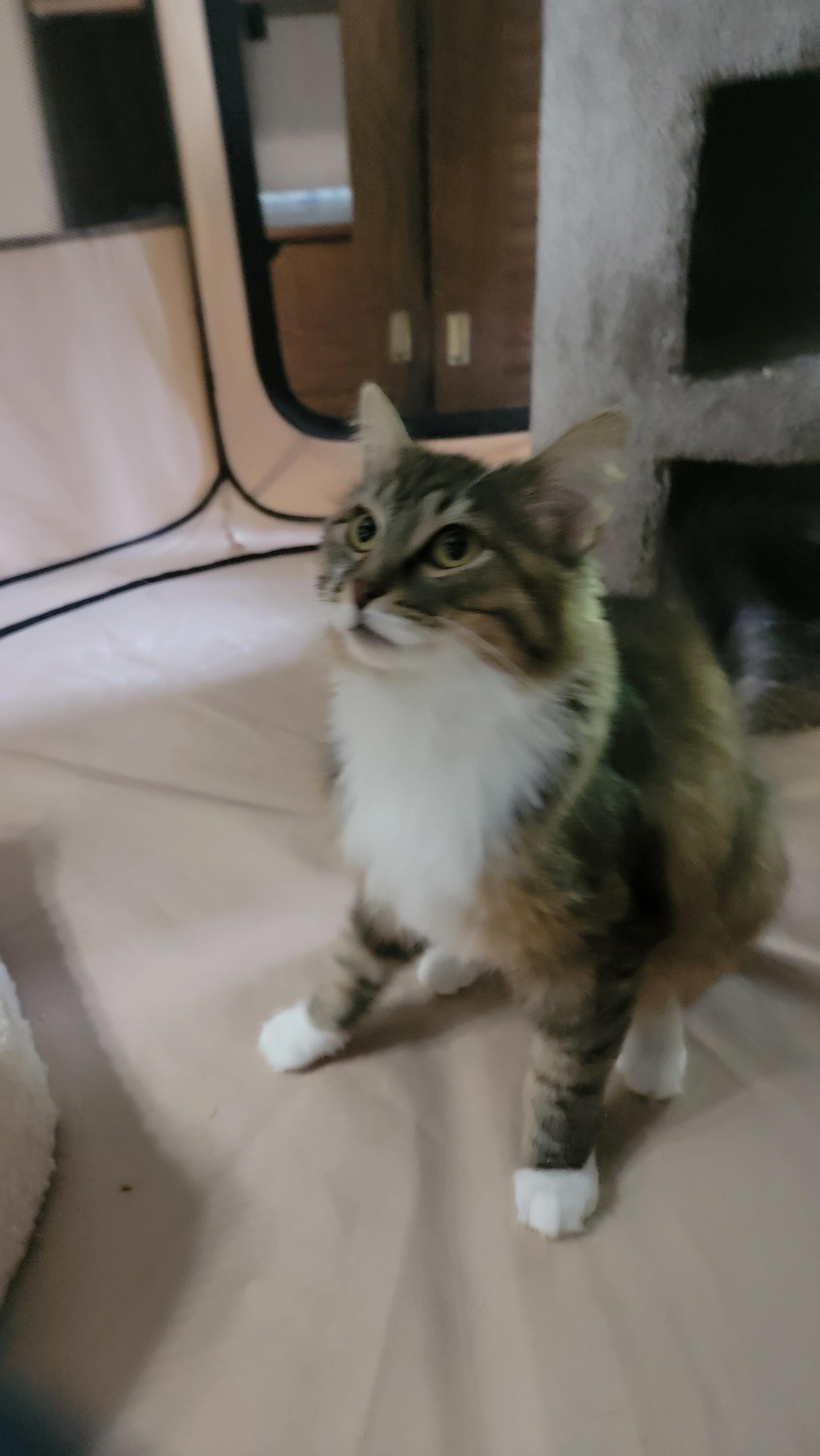 Enlarge Auggie- scroll and read typed bio, a Adoptable Domestic Long Hair in Rockford, IL image 4/6