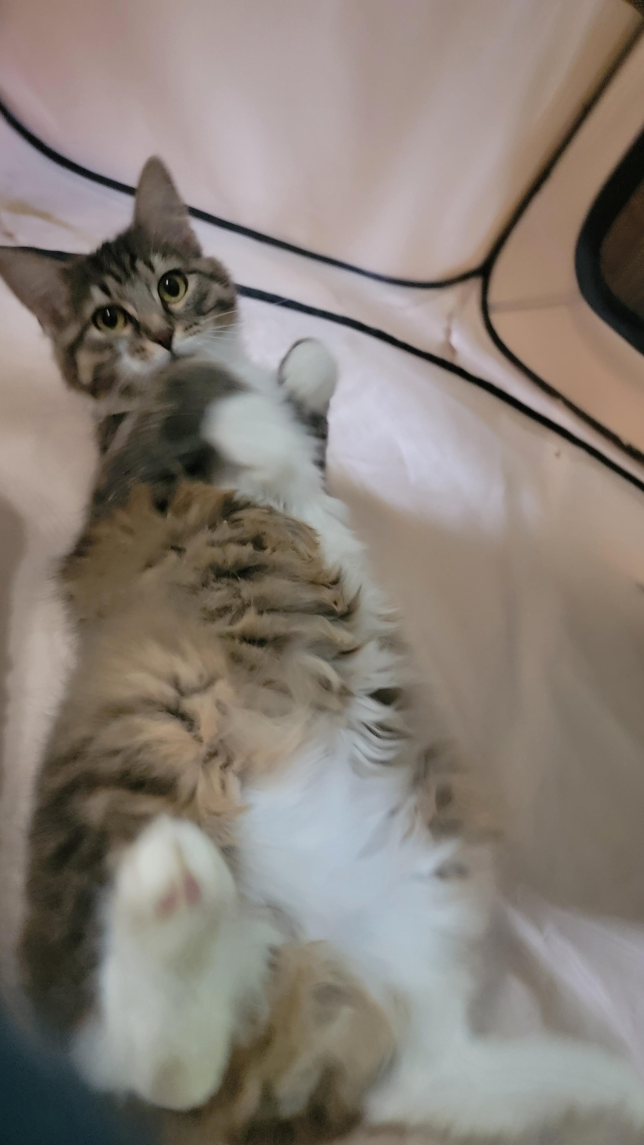Enlarge Auggie- scroll and read typed bio, a Adoptable Domestic Long Hair in Rockford, IL image 5/6