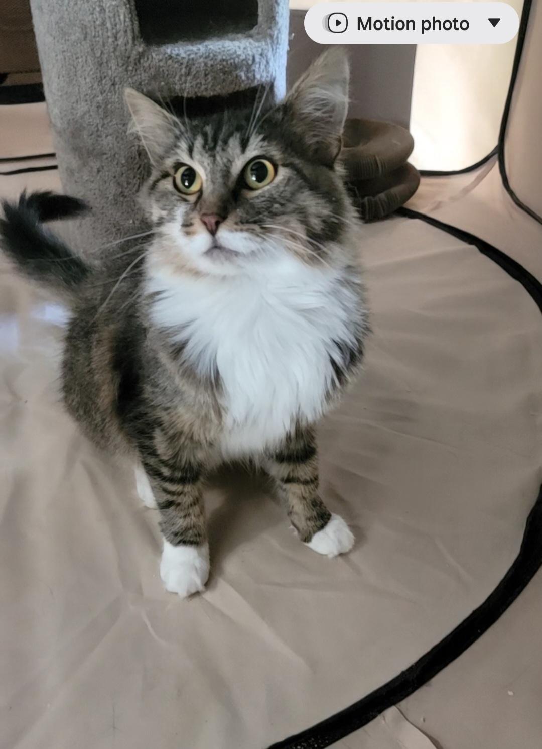 Enlarge Auggie- scroll and read typed bio, a Adoptable Domestic Long Hair in Rockford, IL image 6/6