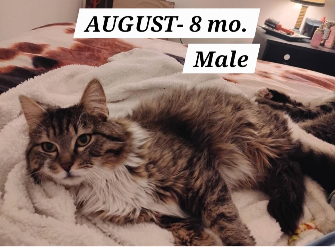 Enlarge Auggie- scroll and read typed bio, a Adoptable Domestic Long Hair in Rockford, IL image 2/6