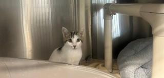 BENNY, Adoptable, Kitten Male Domestic Short Hair.