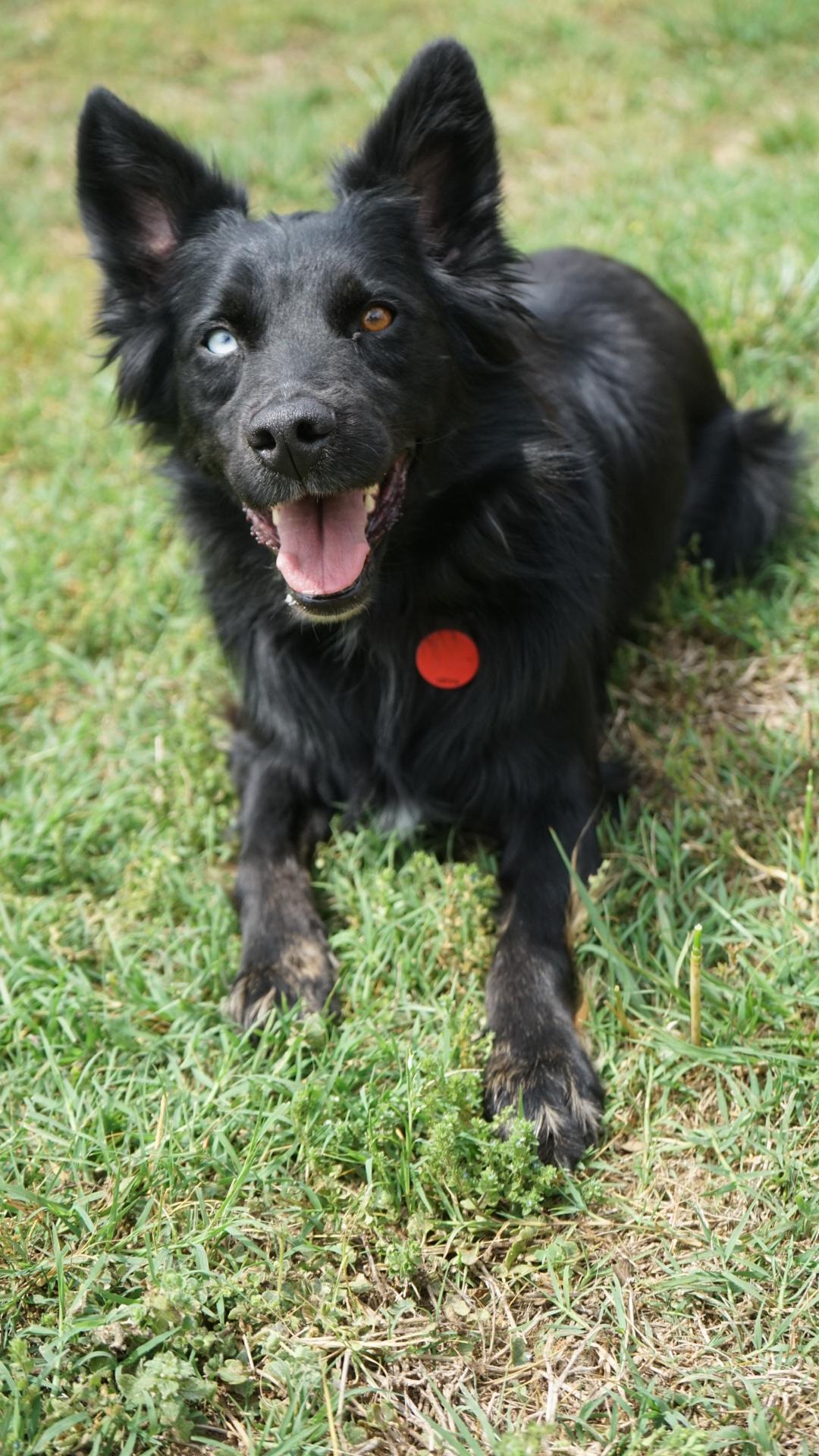 Enlarge Alice, a ADOPTABLE Australian Shepherd in Charlotte, NC image 6/6