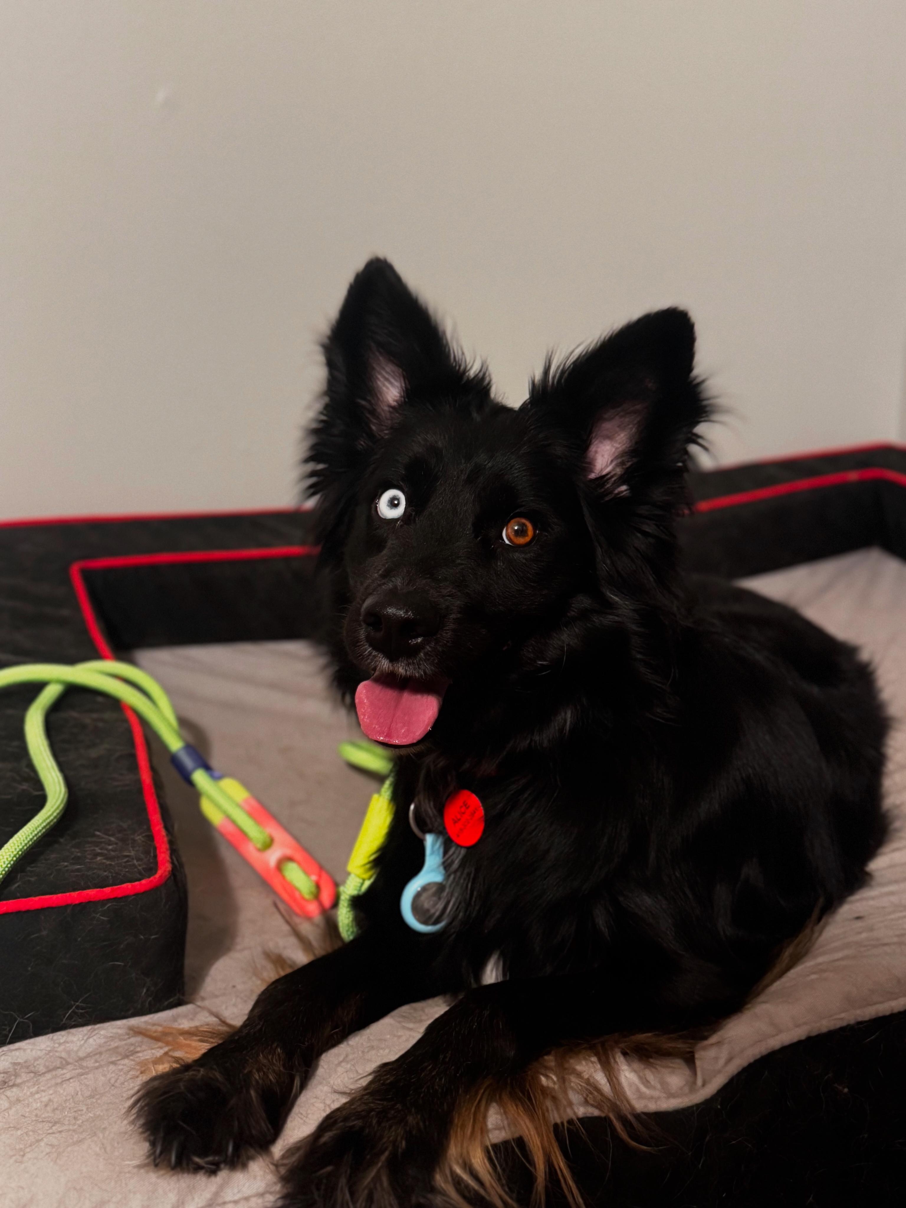 Enlarge Alice, a ADOPTABLE Australian Shepherd in Charlotte, NC image 3/6