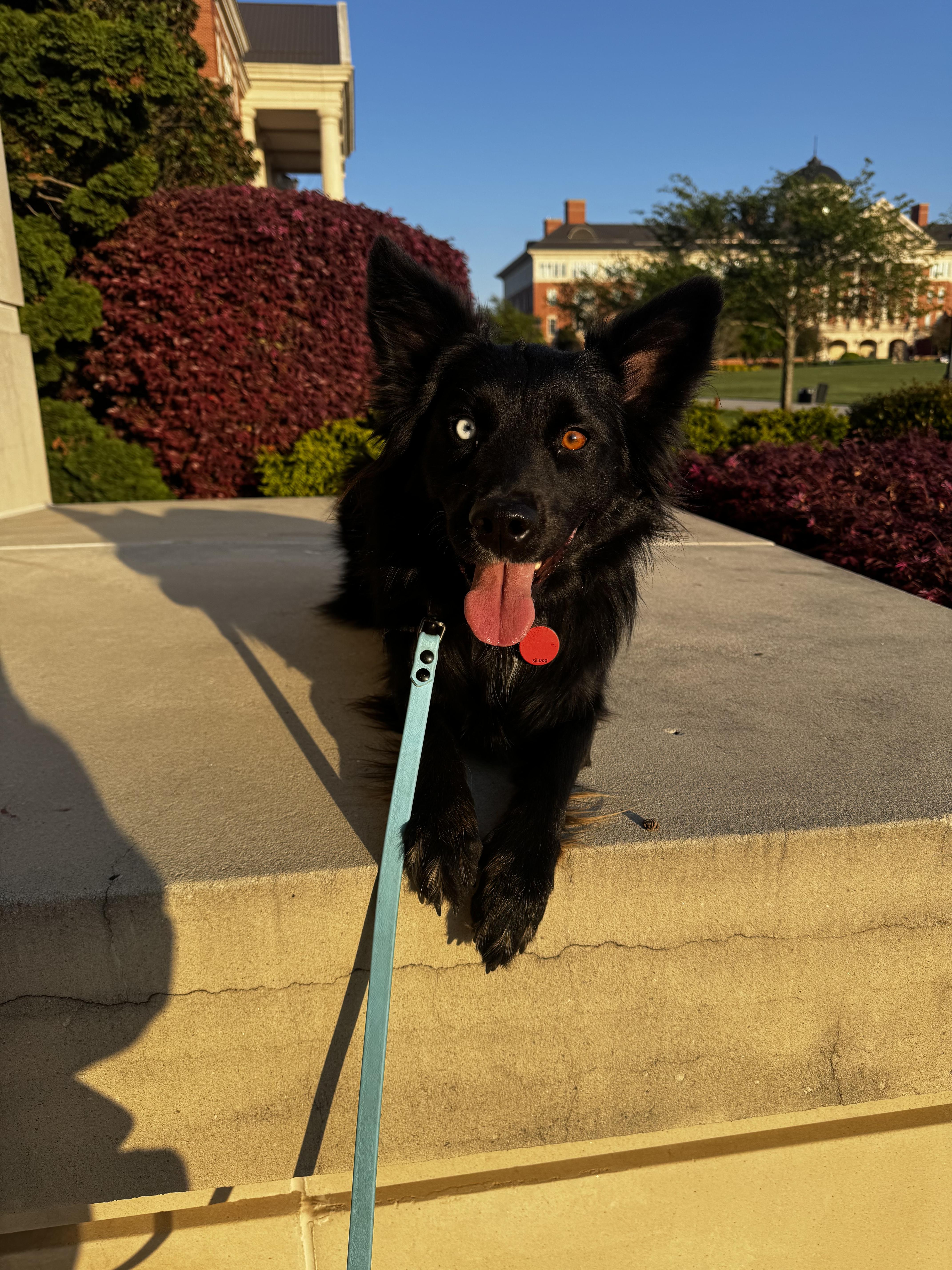 Enlarge Alice, a ADOPTABLE Australian Shepherd in Charlotte, NC image 4/6