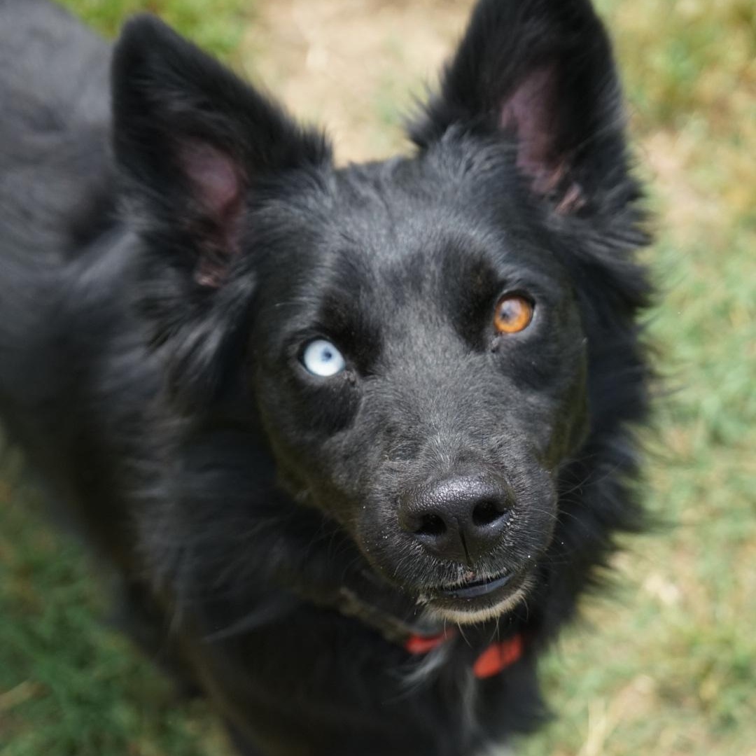 Alice, ADOPTABLE, Adult Female Australian Shepherd.