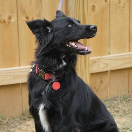Enlarge Alice, a ADOPTABLE Australian Shepherd in Charlotte, NC image 2/6