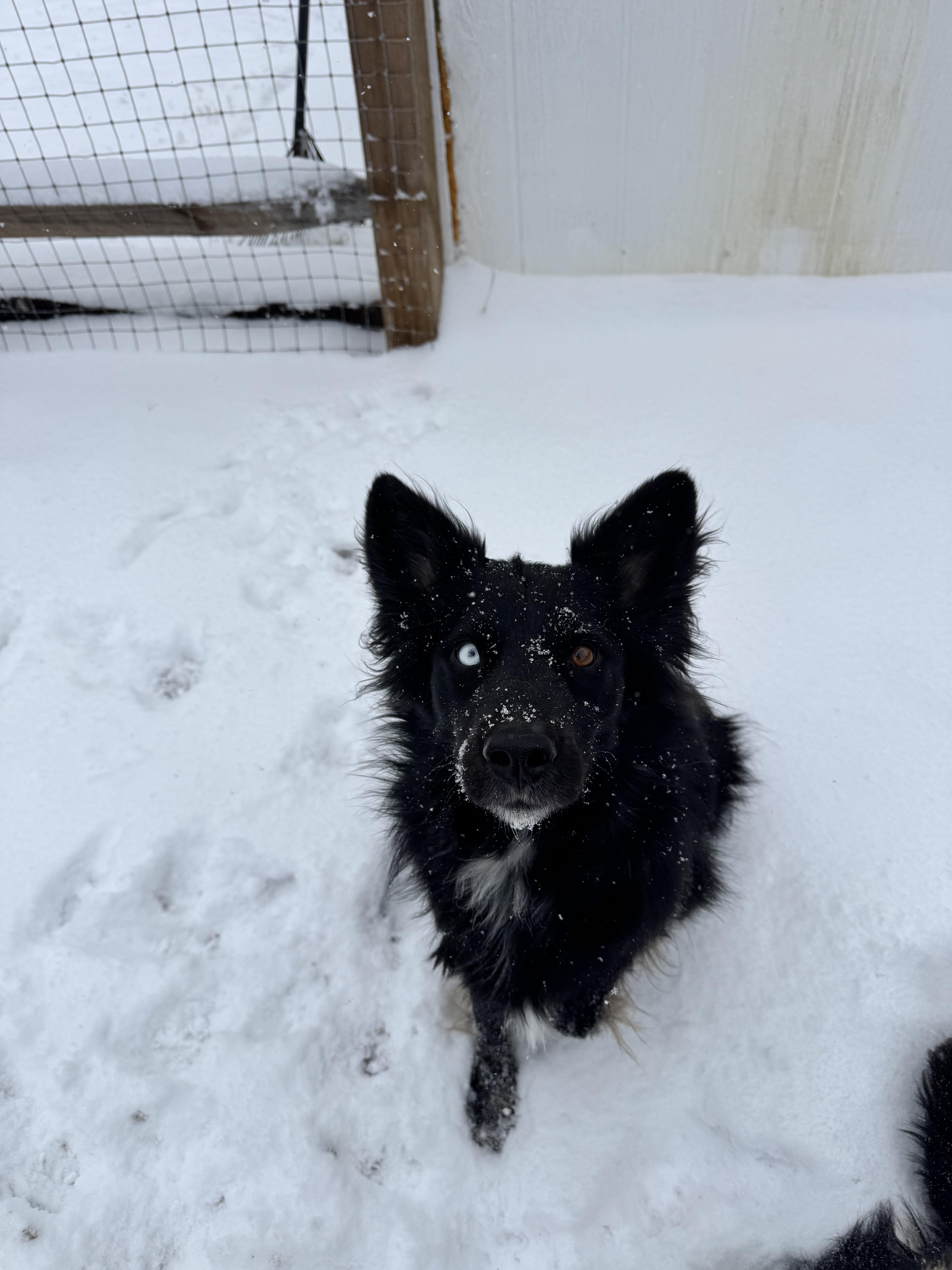 Enlarge Alice, a ADOPTABLE Australian Shepherd in Charlotte, NC image 5/6