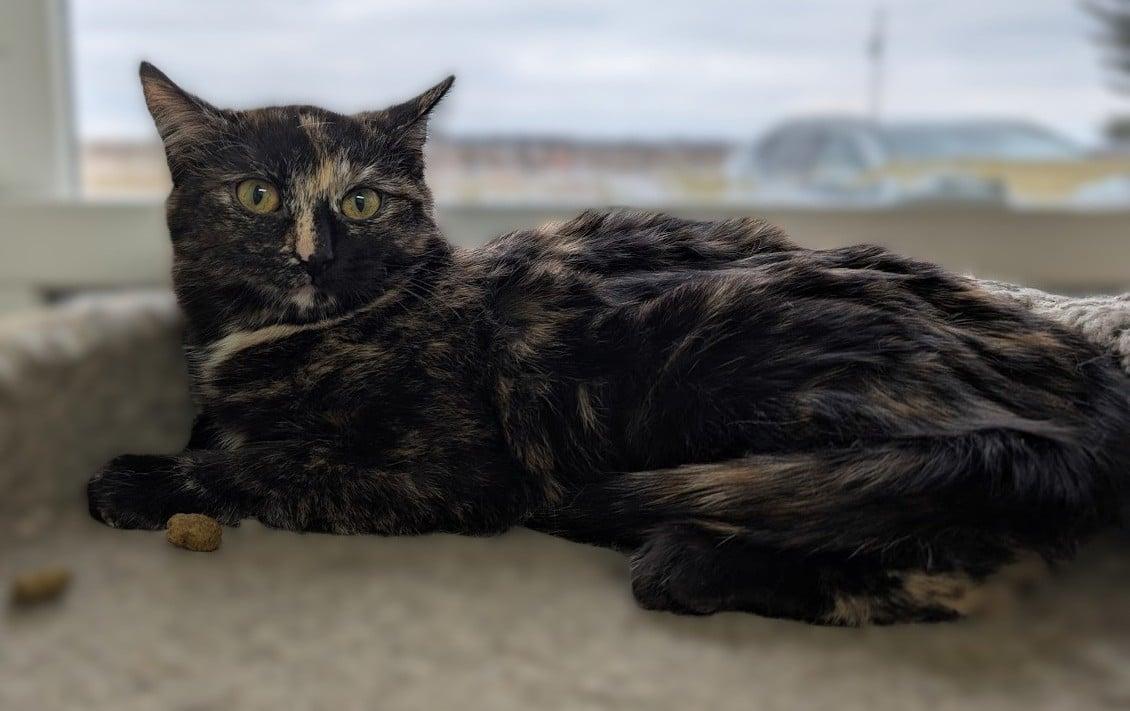 Enlarge Samoa, a ADOPTABLE Tortoiseshell in Carthage, IL image 2/3
