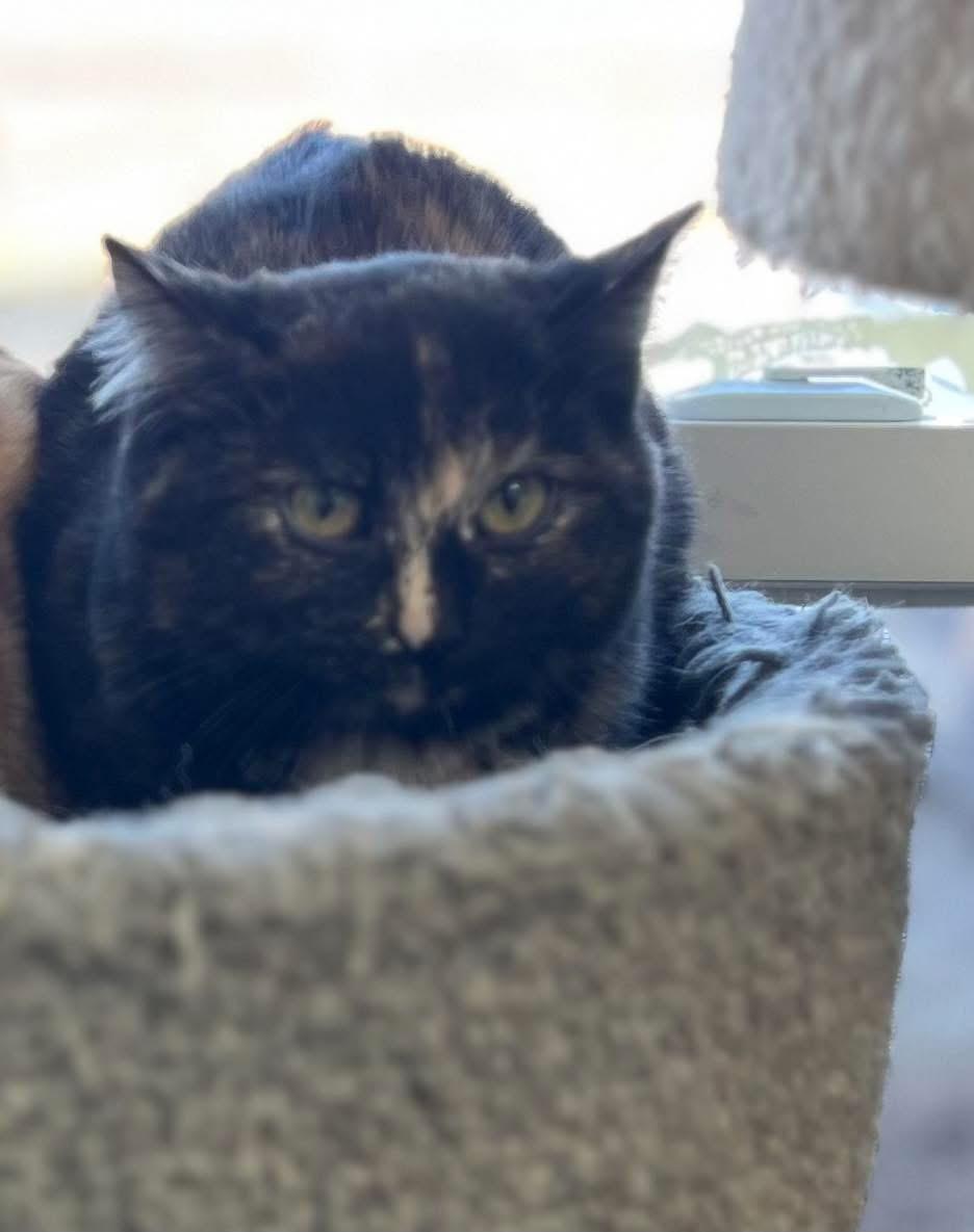 Samoa, ADOPTABLE, Kitten Female Tortoiseshell.