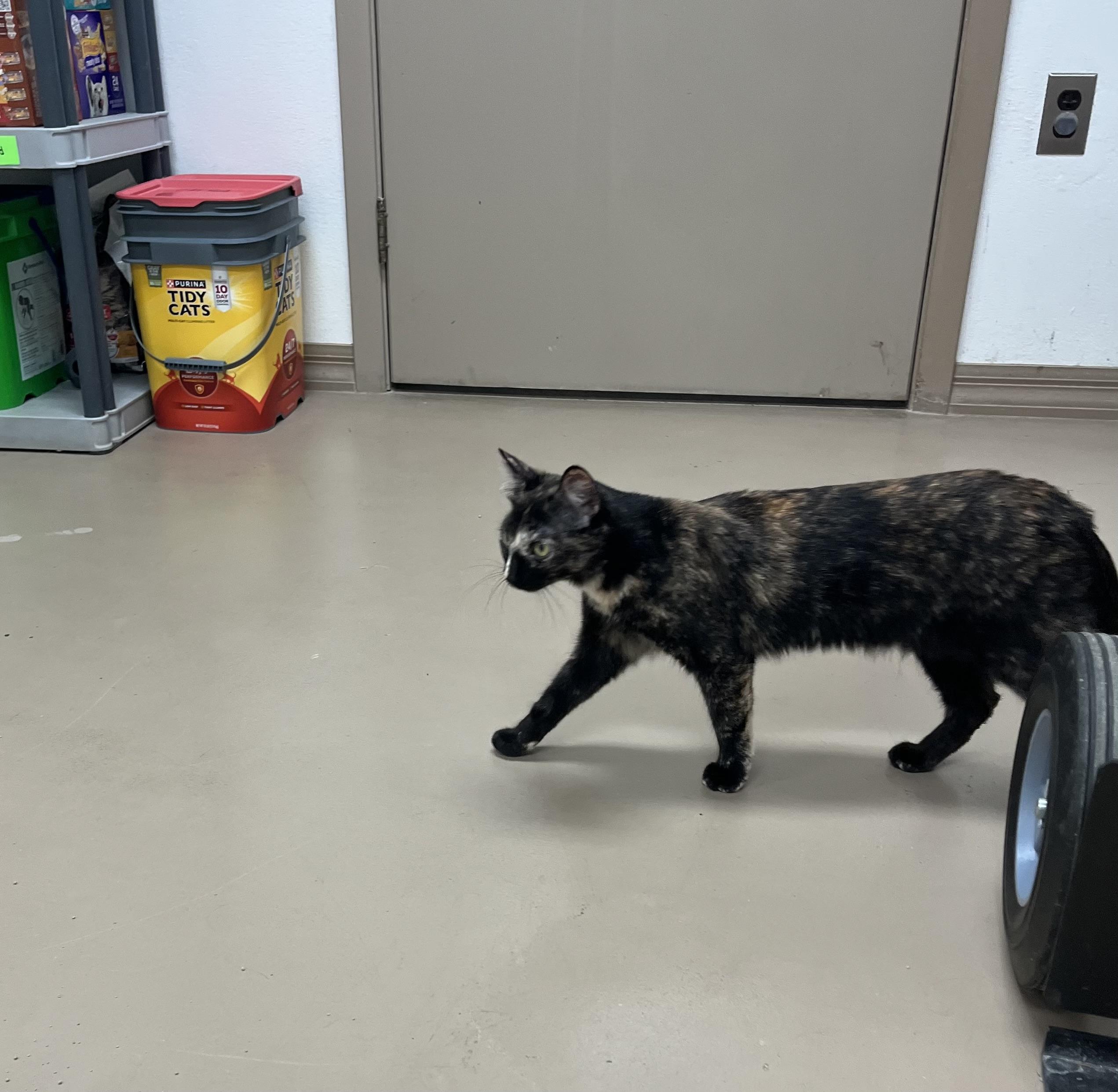 Enlarge Samoa, a ADOPTABLE Tortoiseshell in Carthage, IL image 2/6