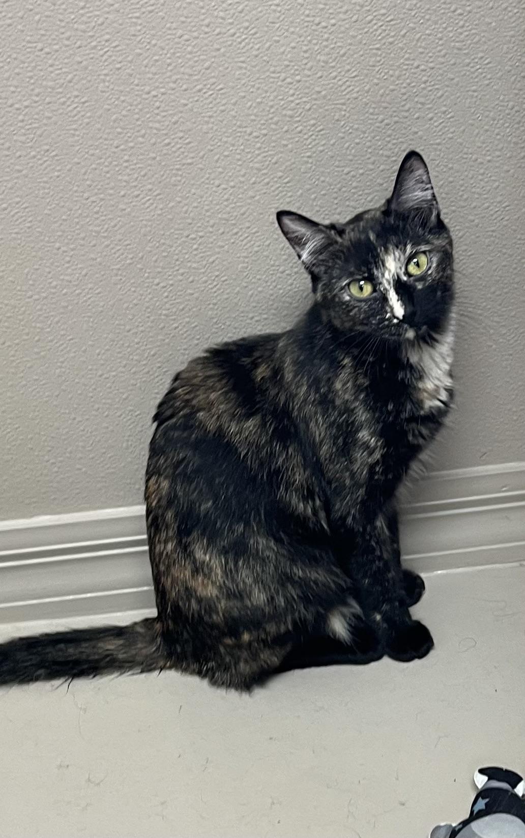 Samoa, ADOPTABLE, Kitten Female Tortoiseshell.