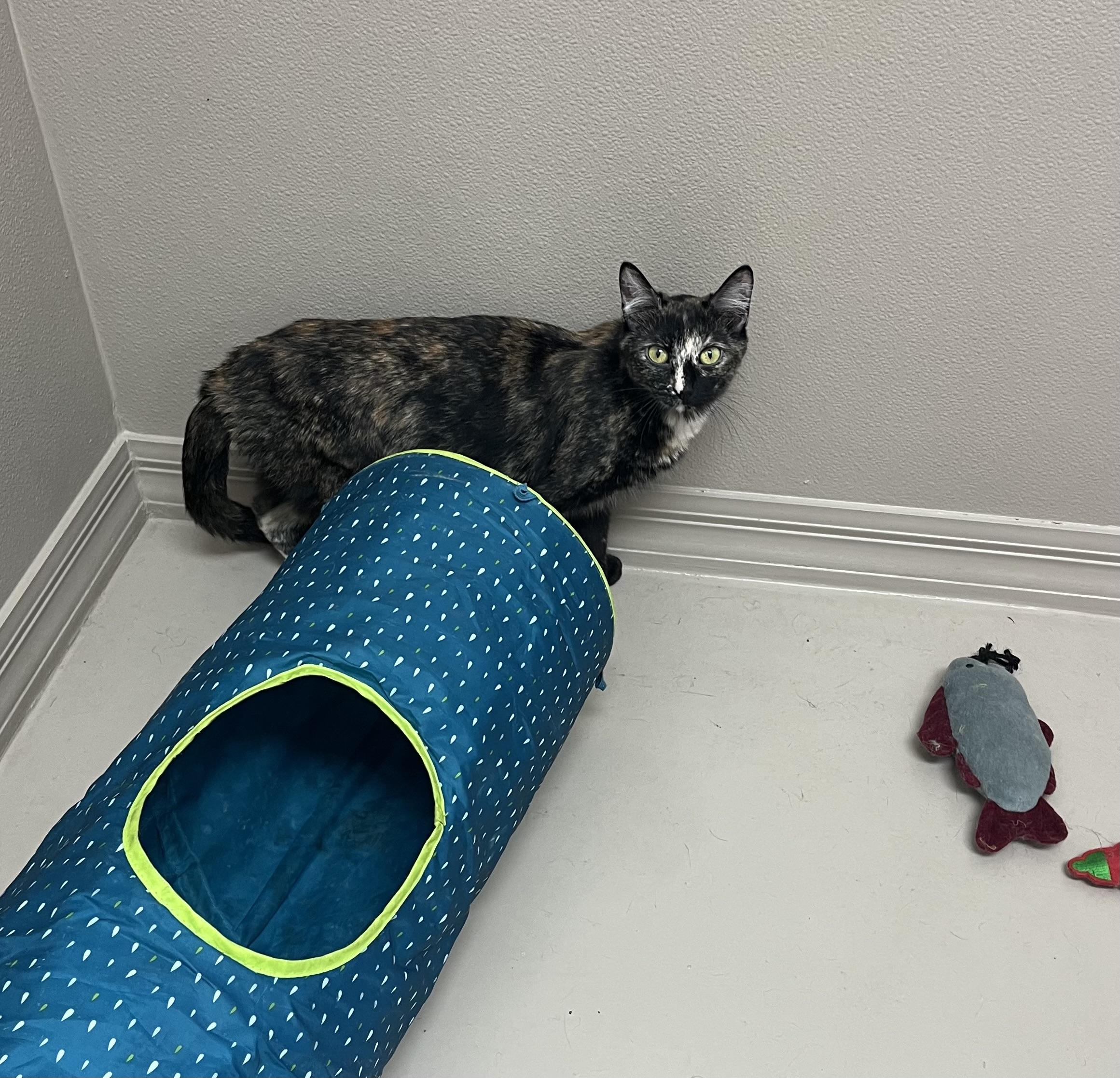 Enlarge Samoa, a ADOPTABLE Tortoiseshell in Carthage, IL image 3/6