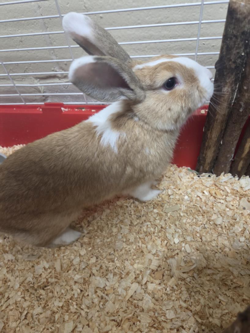 Broccoli, adopted, Adult Male Bunny Rabbit.