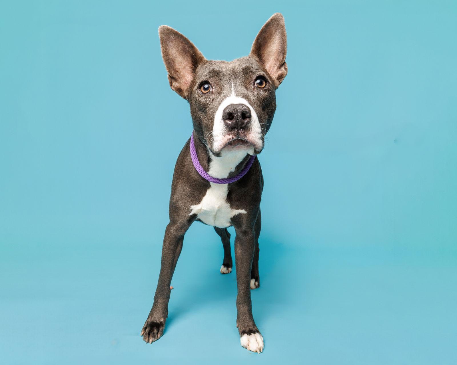 Gracie, Adoptable, Adult Female Mixed Breed.