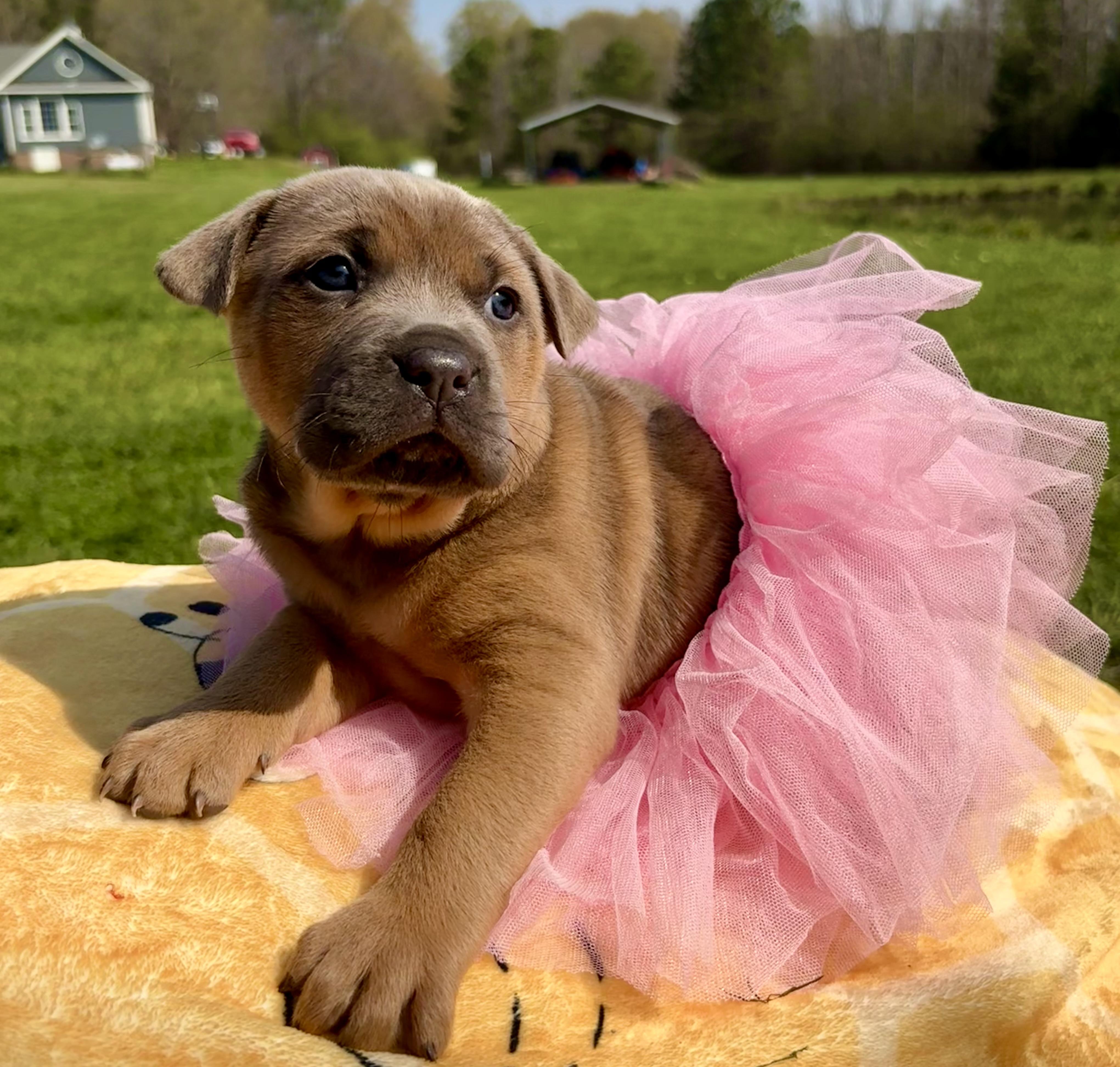 Sage, Adoptable, Puppy Female Labrador Retriever.