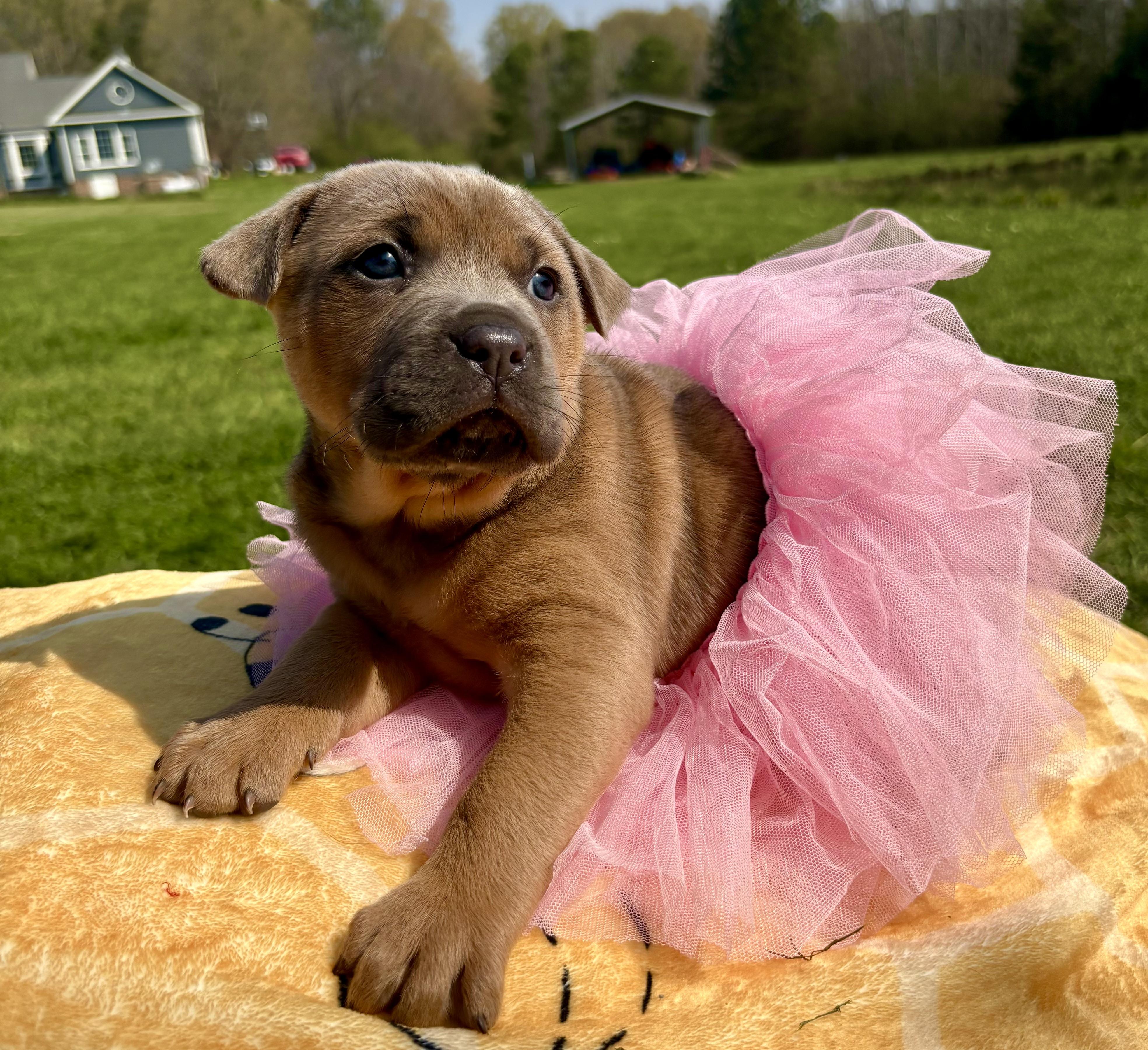 Enlarge Sage, a Adoptable mixed breed in Pittsboro, NC image 3/4