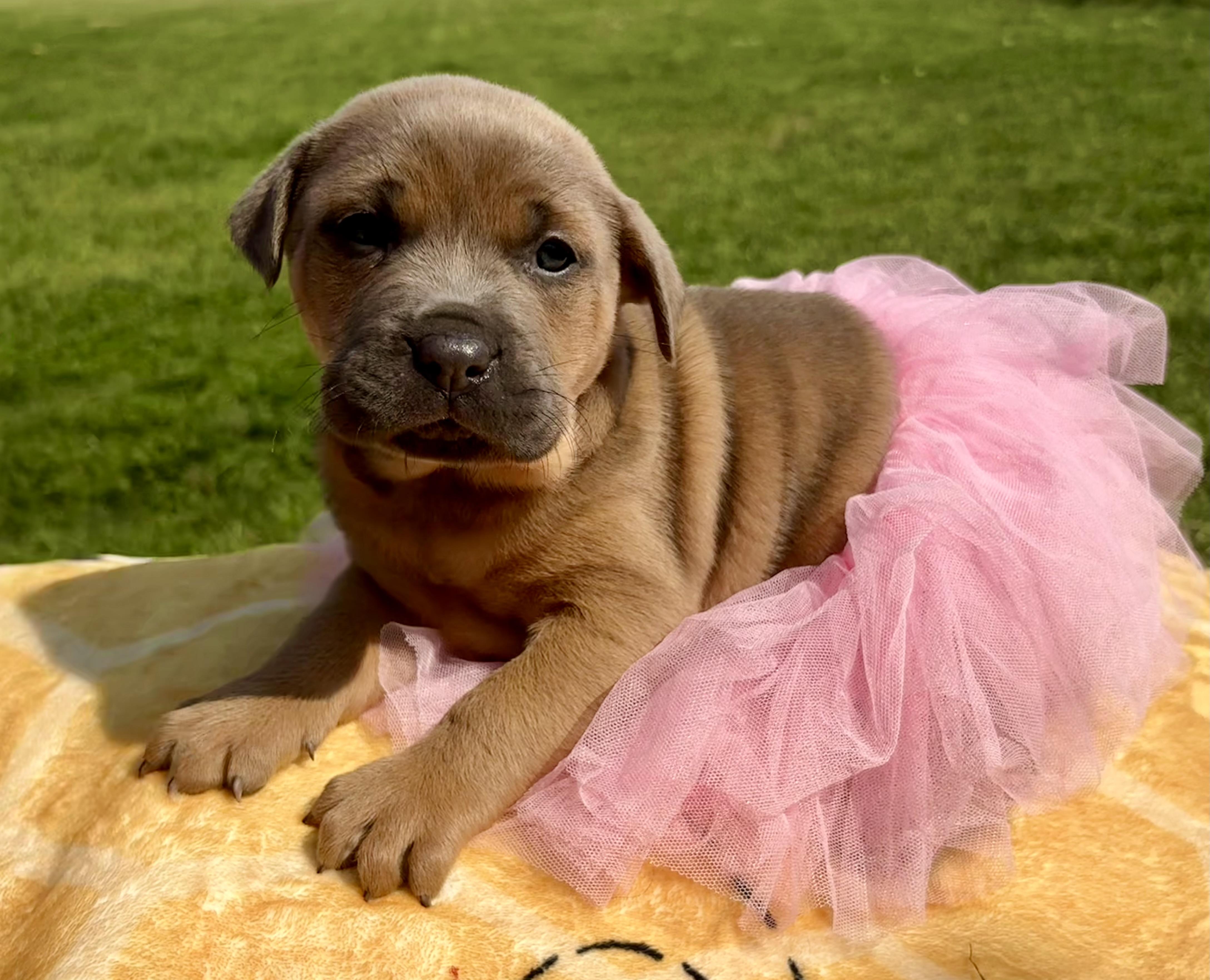 Enlarge Sage, a Adoptable mixed breed in Pittsboro, NC image 1/4