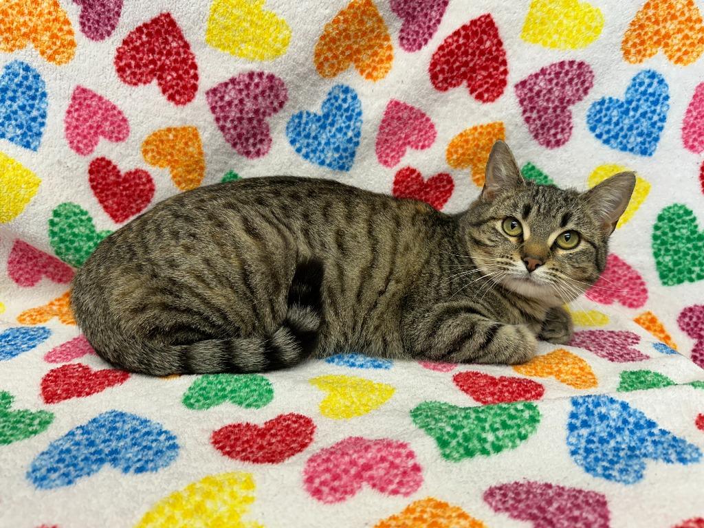 Enlarge Jules, a Adoptable Domestic Short Hair in Benld, IL image 1/1