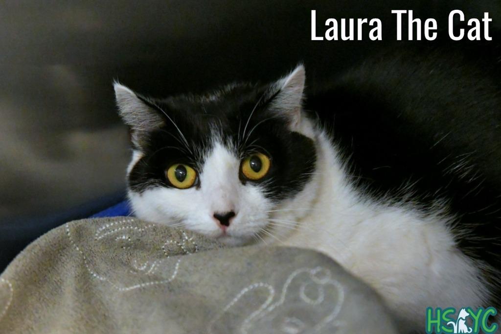 Laura, Adoptable, Adult Female Domestic Short Hair.