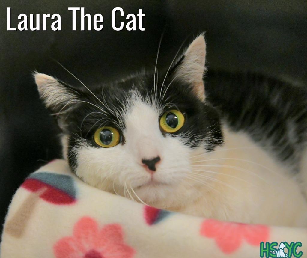 Laura, a Adoptable mixed breed in Fort Mill, SC image 2/3