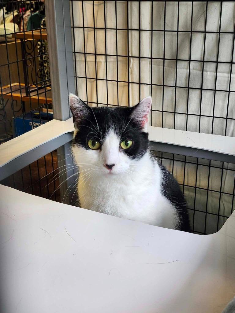 Enlarge Laura, a Adoptable mixed breed in Fort Mill, SC image 3/4
