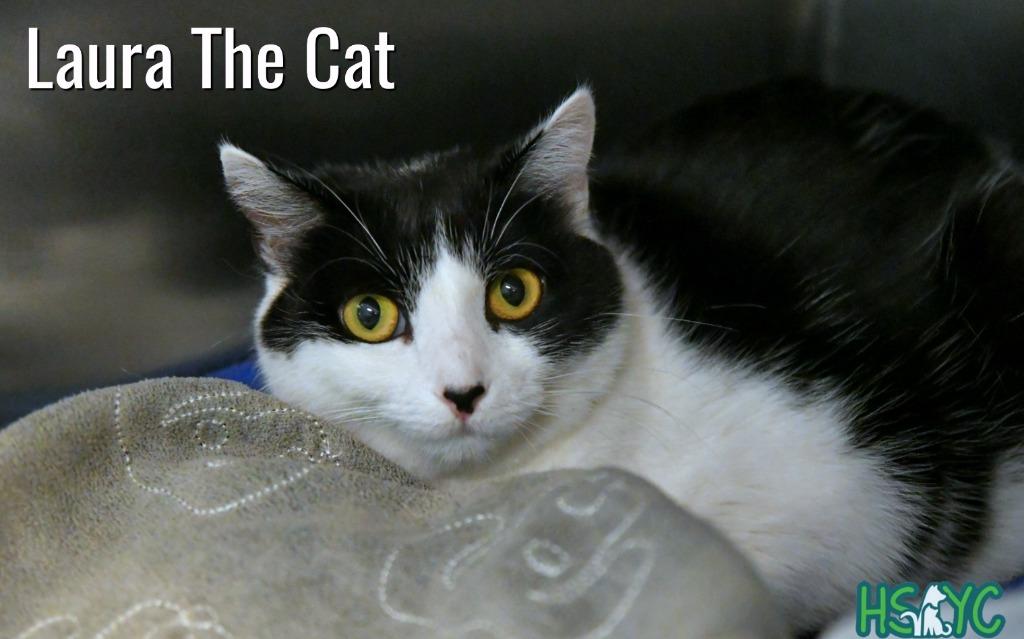 Enlarge Laura, a Adoptable mixed breed in Fort Mill, SC image 3/3