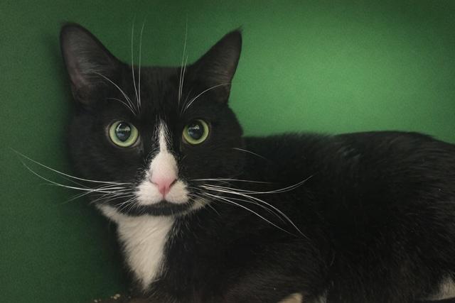 ANTHONY  #3816, adopted, Adult Male Tuxedo.
