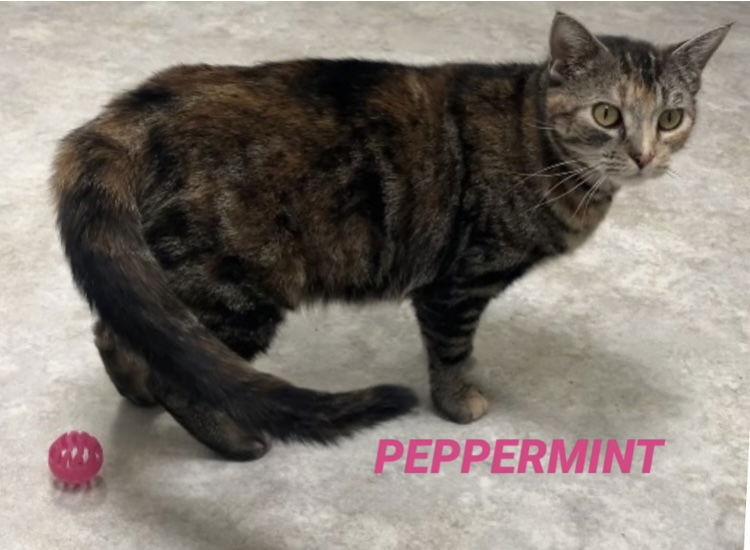 Peppermint - Tortie - Foster Care, Adoptable, Adult Female Domestic Short Hair.