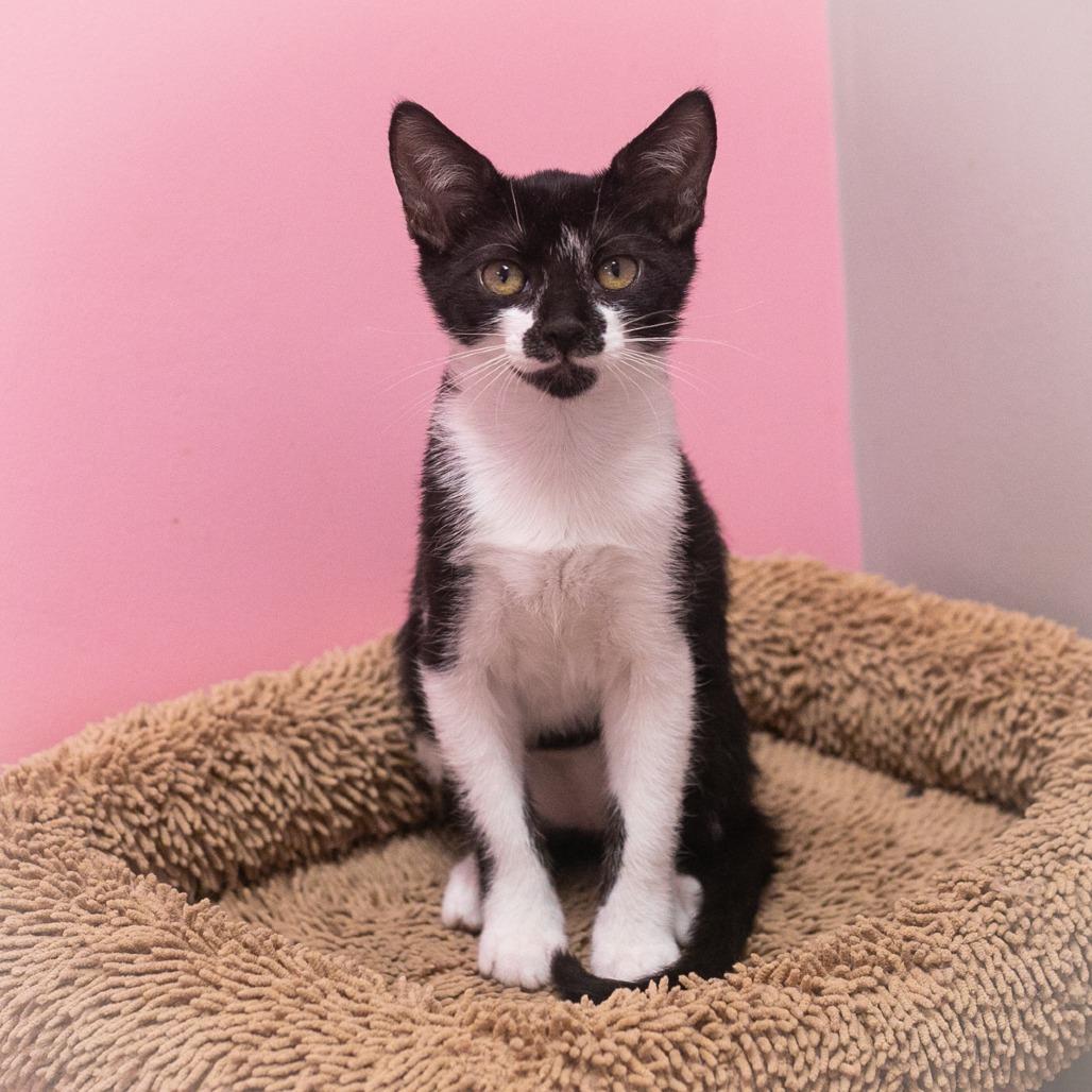 Tutti Fruiti, Adoptable, Kitten Female Domestic Short Hair.