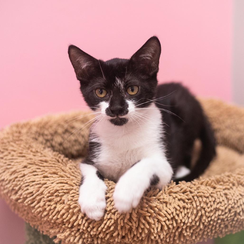 Enlarge Tutti Fruiti, a Adoptable Domestic Short Hair in Ponte Vedra, FL image 2/2