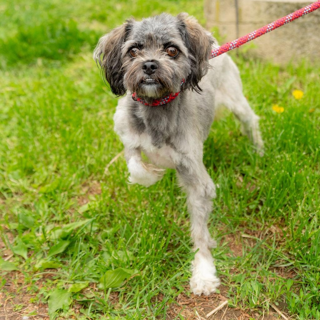 Nala Bean, a Adoptable mixed breed in Chester Springs, PA image 3/6