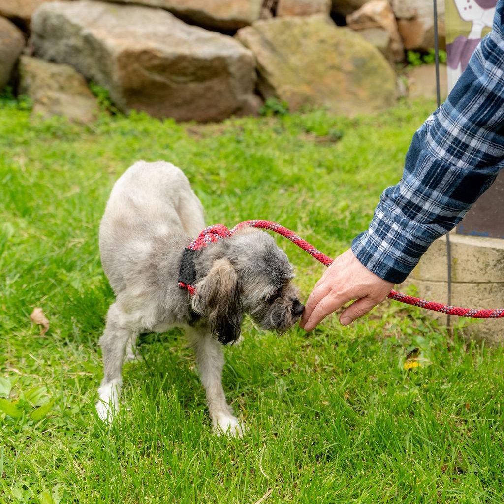 Nala Bean, a Adoptable mixed breed in Chester Springs, PA image 6/6