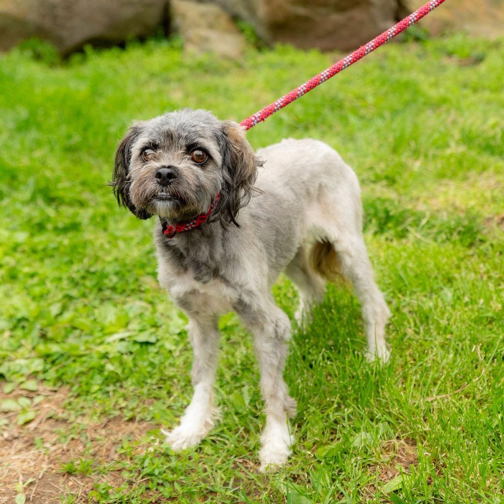 Nala Bean, Adoptable, Adult Female Mixed Breed.