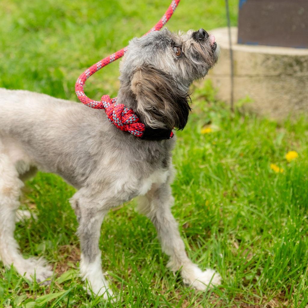 Nala Bean, a Adoptable mixed breed in Chester Springs, PA image 5/6