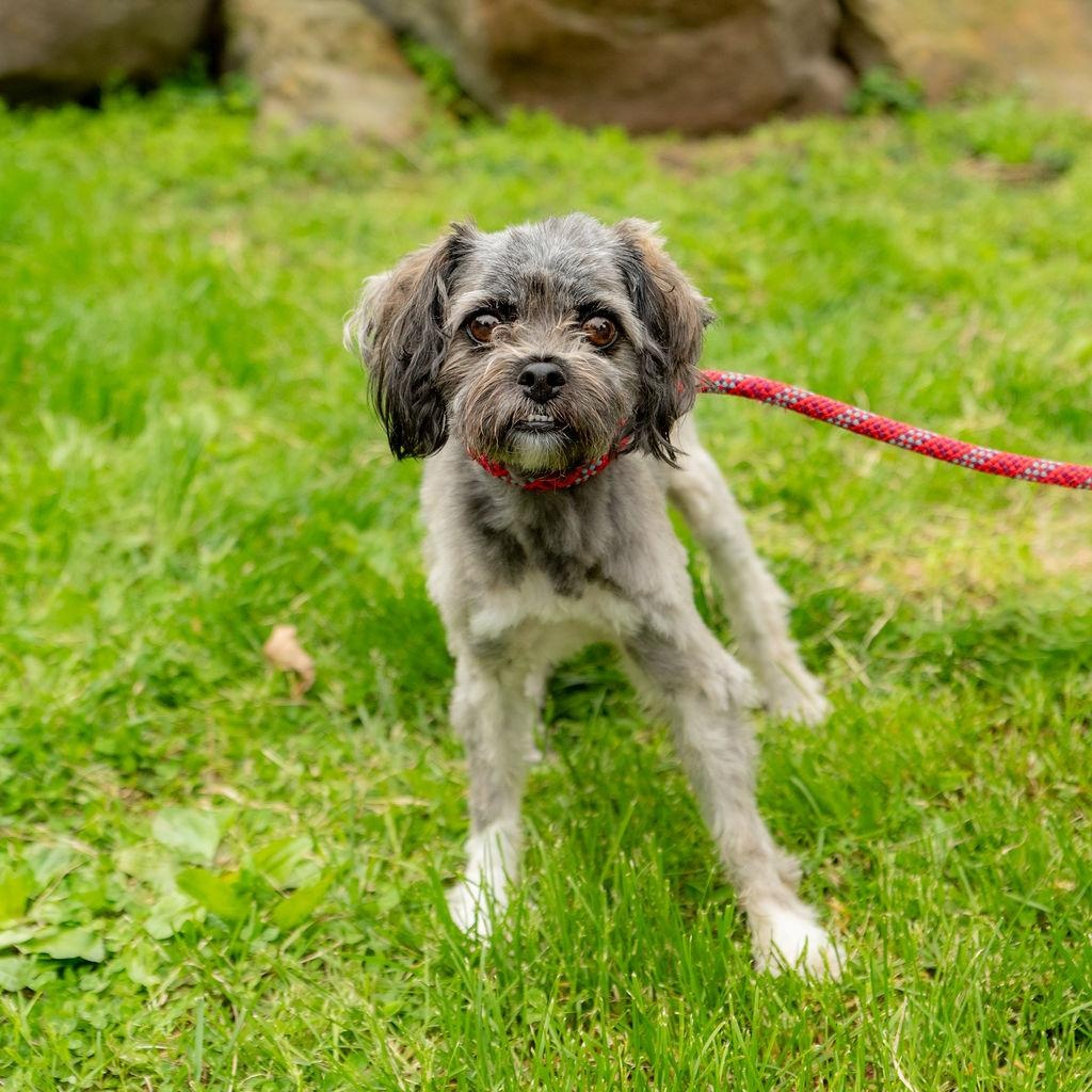 Nala Bean, a Adoptable mixed breed in Chester Springs, PA image 2/6