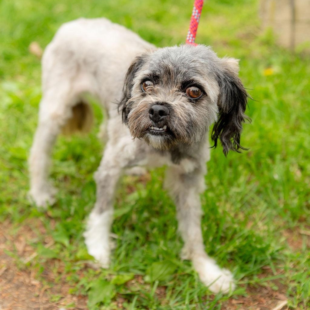 Nala Bean, a Adoptable mixed breed in Chester Springs, PA image 4/6