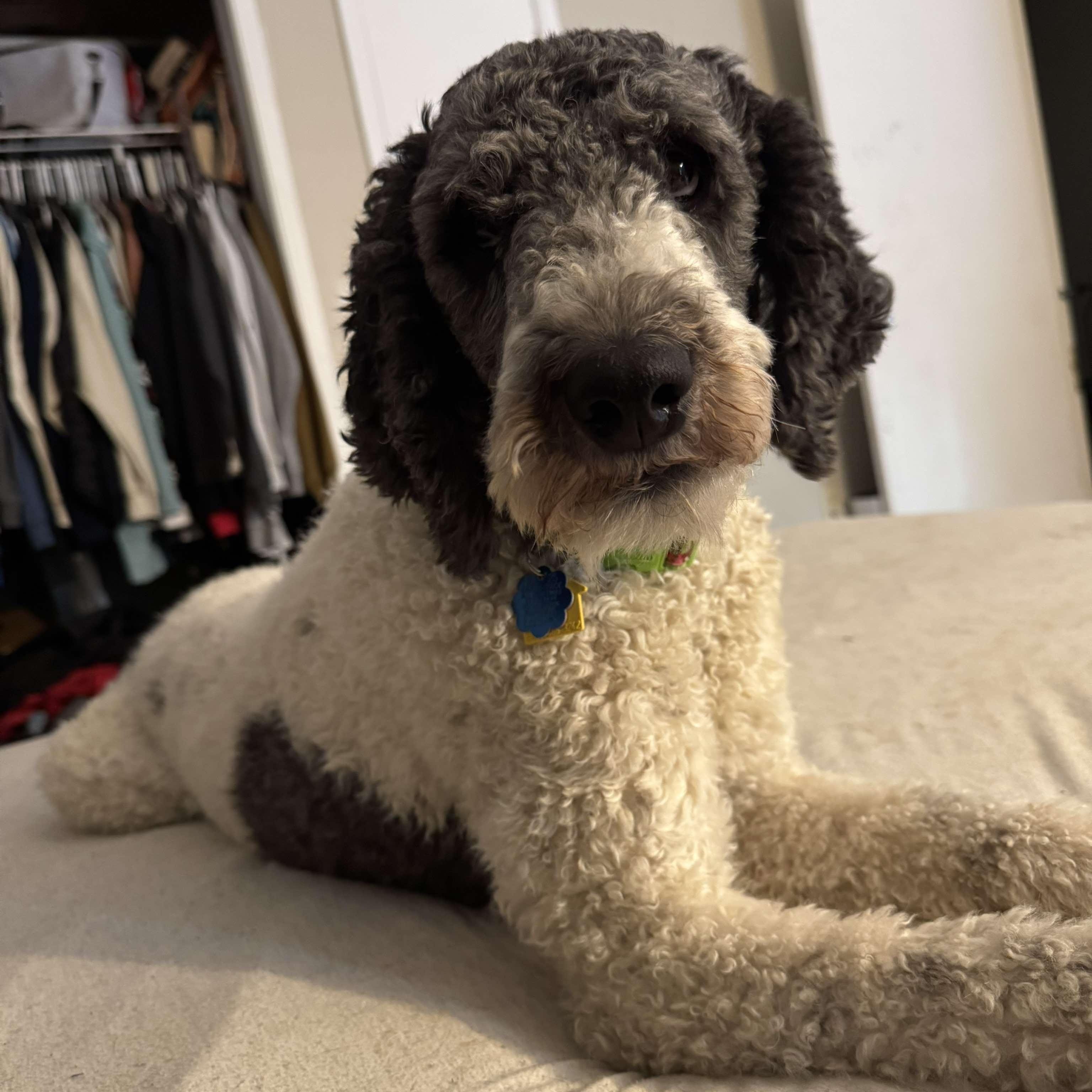 Mya