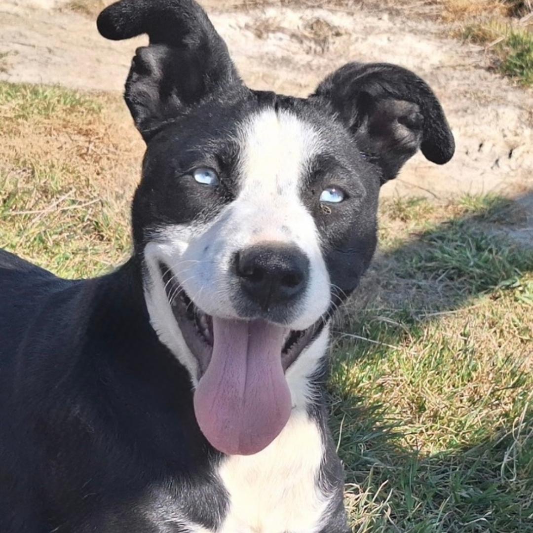 ROSA, an adoptable Pit Bull Terrier Mix in Bakersfield, CA_image-1