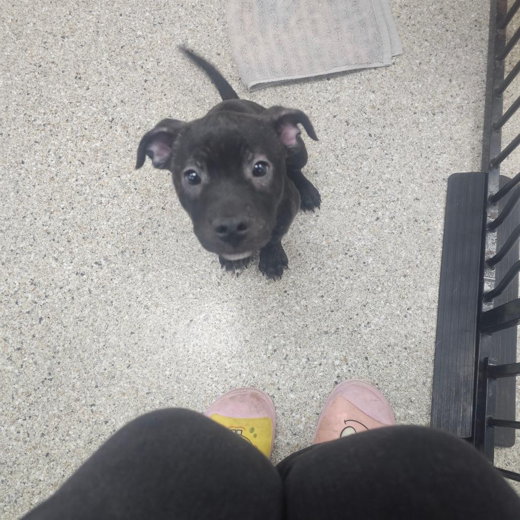 Enlarge Stratus, a Adoptable mixed breed in Detroit Lakes, MN image 1/3