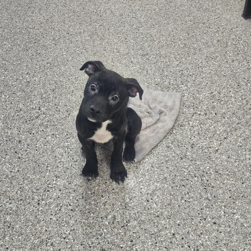 Enlarge Stratus, a Adoptable mixed breed in Detroit Lakes, MN image 2/3