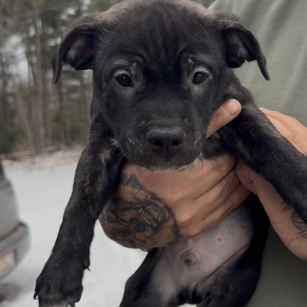 Enlarge Stratus, a Adoptable mixed breed in Detroit Lakes, MN image 3/3