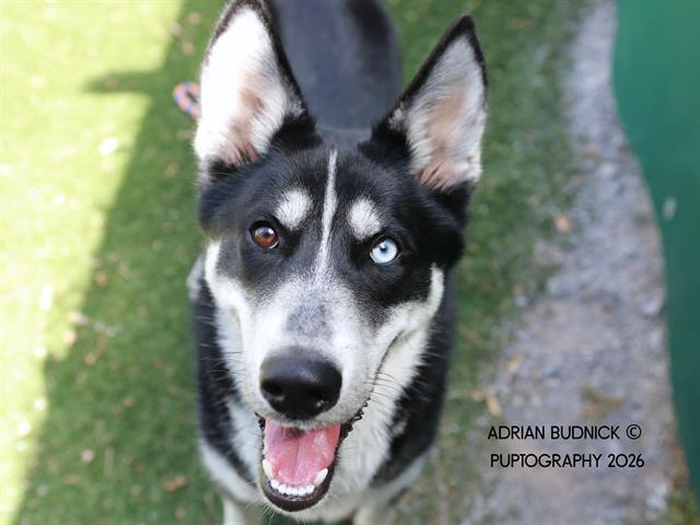 Kronos, adoptable, Young Male Mixed Breed.