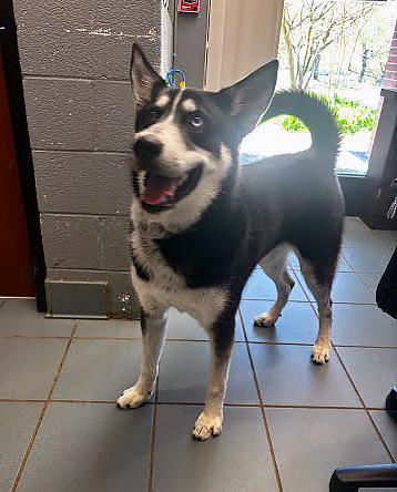 Kronos, an adoptable mixed breed in Nashville, TN image 2/2