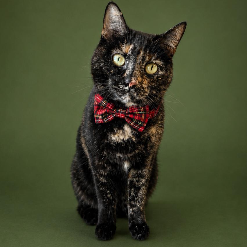 Evelyn, Adoptable, Adult Female Domestic Short Hair & Domestic Short Hair.