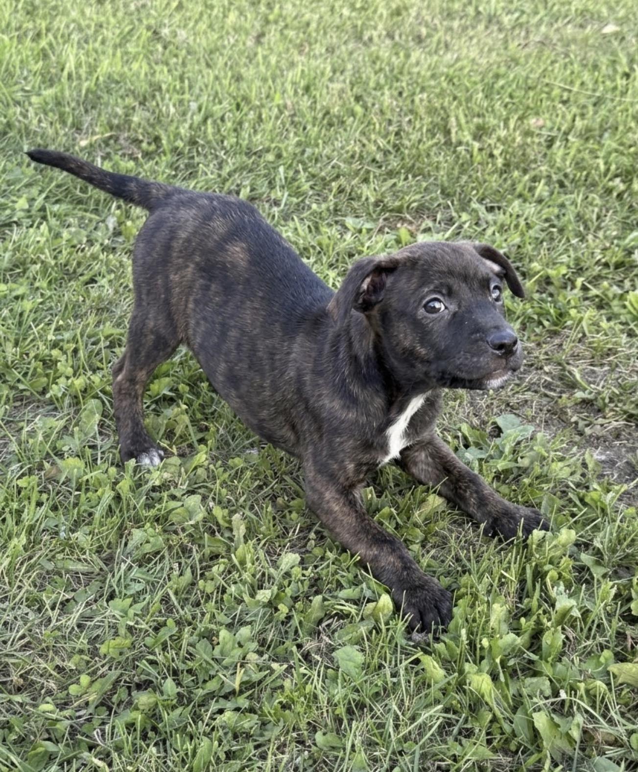Enlarge Angelica, a Adopted mixed breed in Hales corners, WI image 2/2