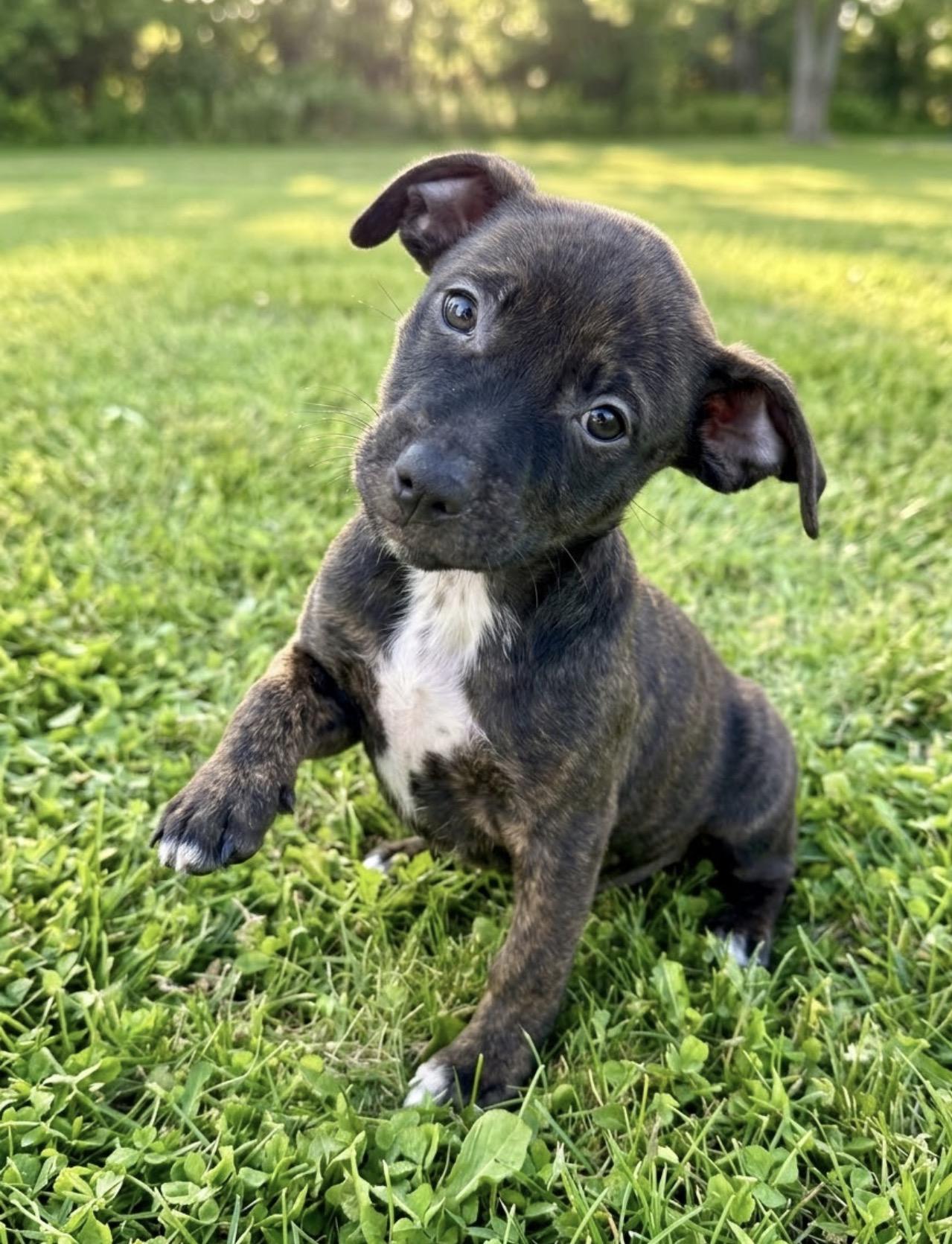Enlarge Angelica, a Adopted mixed breed in Hales corners, WI image 1/2